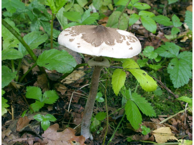 Мицелий Гриба-зонтика пестрого / Зонтик высокий (Macrolepiota procera) Мицелий Гриба-зонтика пестрого / Зонтик высокий (Macrolepiota procera)